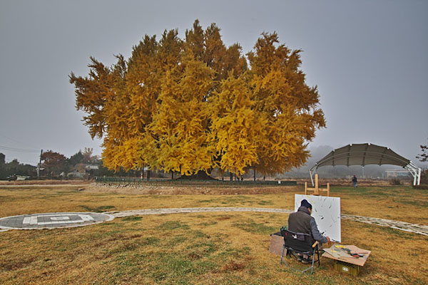 họa sĩ vẽ tranh bên cây bạch quả
