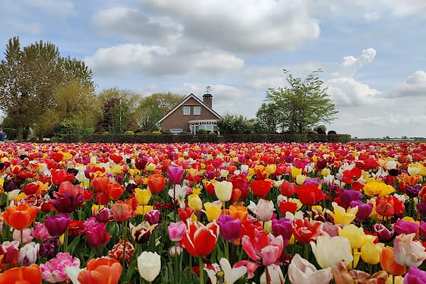 Vườn Hoa Keukenhof - Hà Lan
