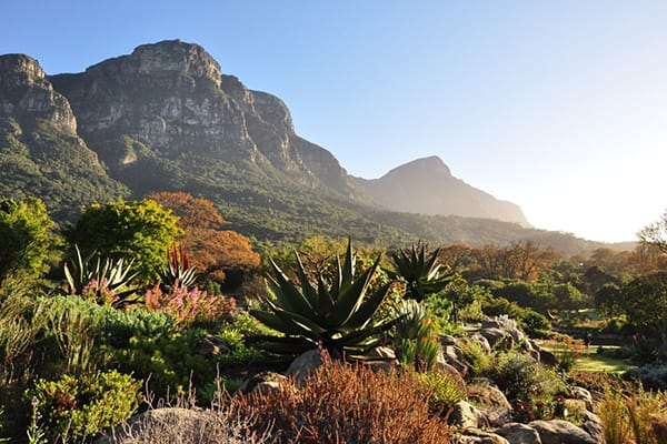 Vườn Hoa Kirstenbosch - Nam Phi