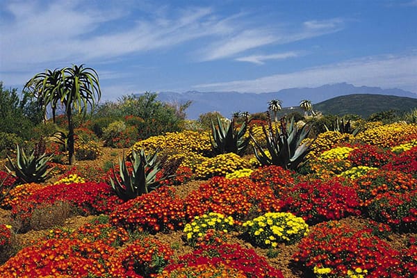 Vườn Hoa Kirstenbosch - Nam Phi