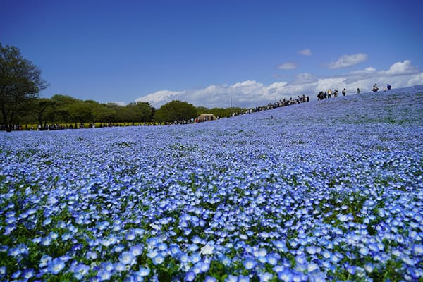 Vườn Hoa Hitachi Seaside - Nhật Bản